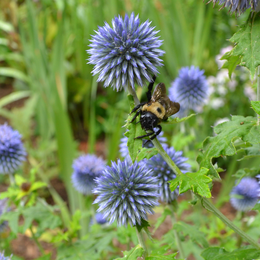 Globe Thistle (Echinops ritro)