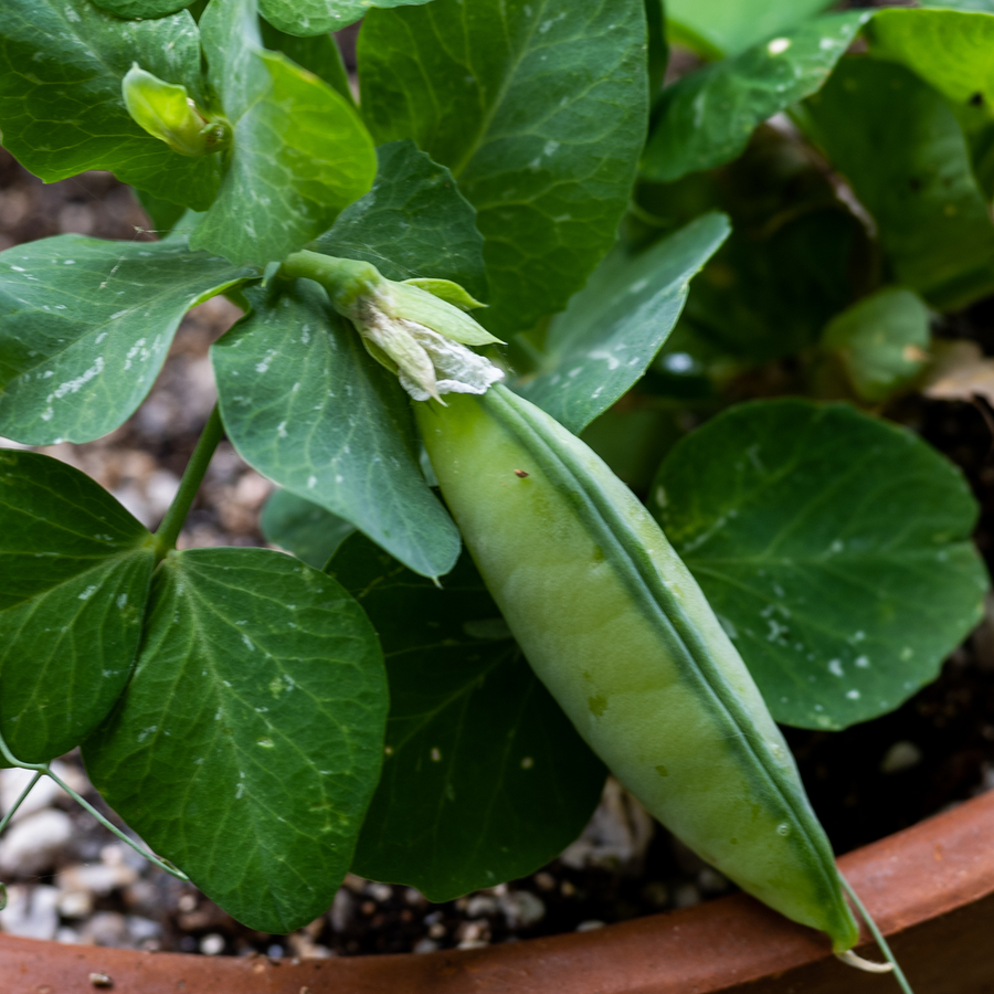 Tom Thumb Pea Seeds (Pisum sativum cv.)