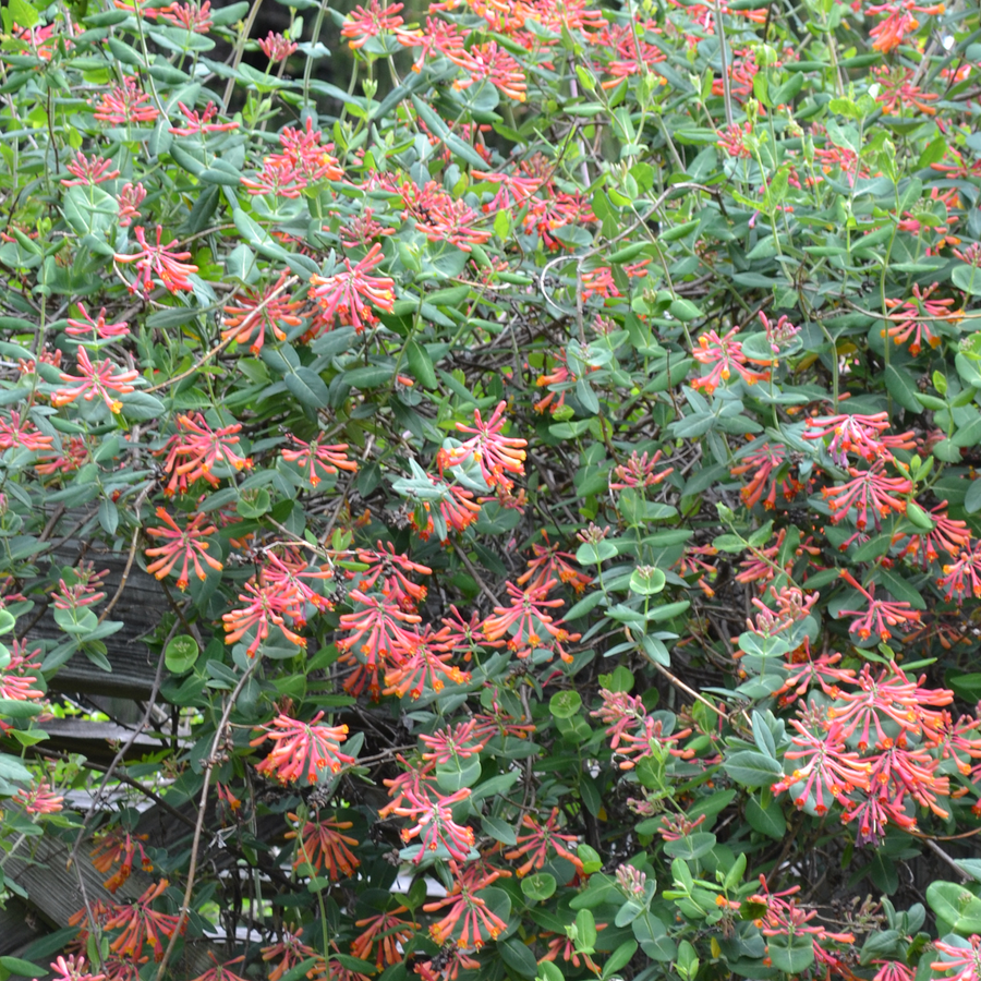 Trumpet Honeysuckle (Lonicera sempervirens)