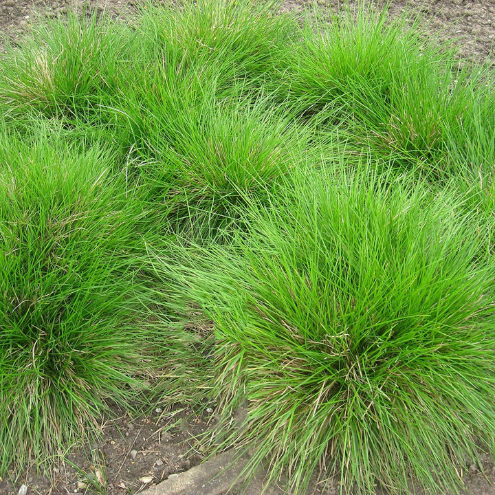 Tufted Hair Grass (Deschampsia cespitosa) - Monticello Shop