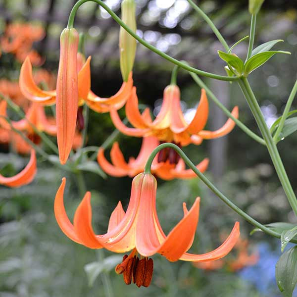 Turk's Cap Lily (Lilium superbum)