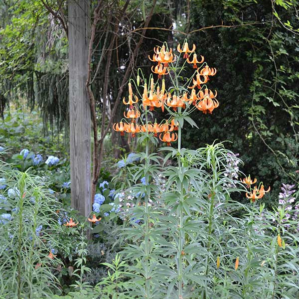 Turk's Cap Lily (Lilium superbum)