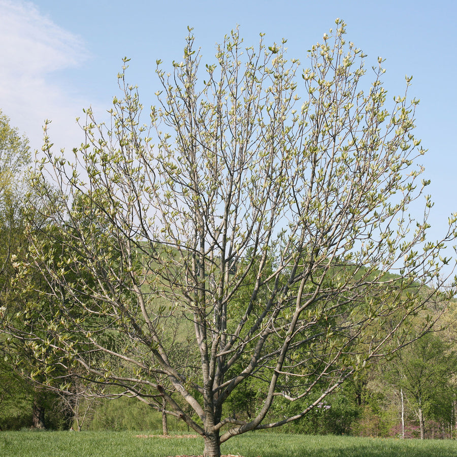 Umbrella Magnolia (Magnolia tripetala)