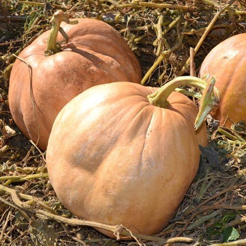 Upper Ground Sweet Potato Winter Squash Seeds (Cucurbita moschata cv.) –  Monticello Shop