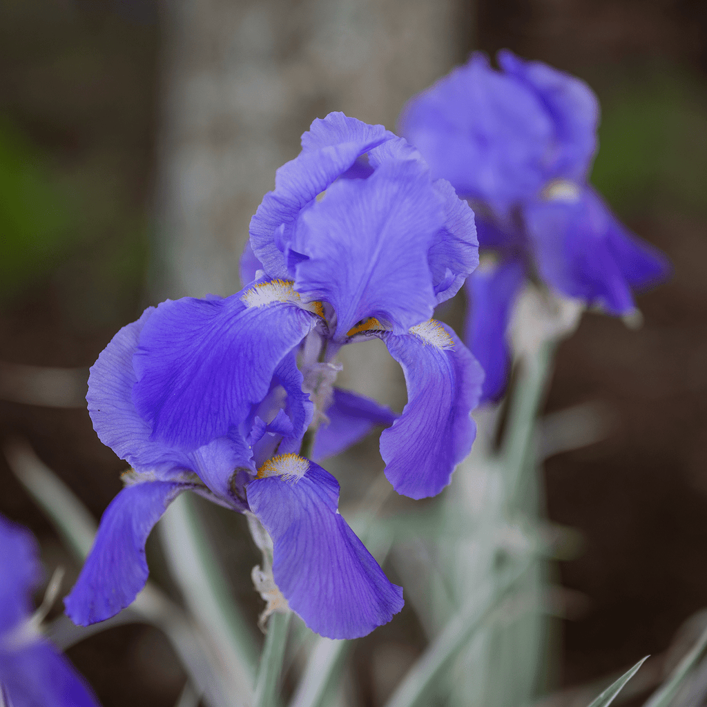 iris pallida 'variegata Variegated Sweet Iris (Iris pallida 'Variegata') – Monticello Shop