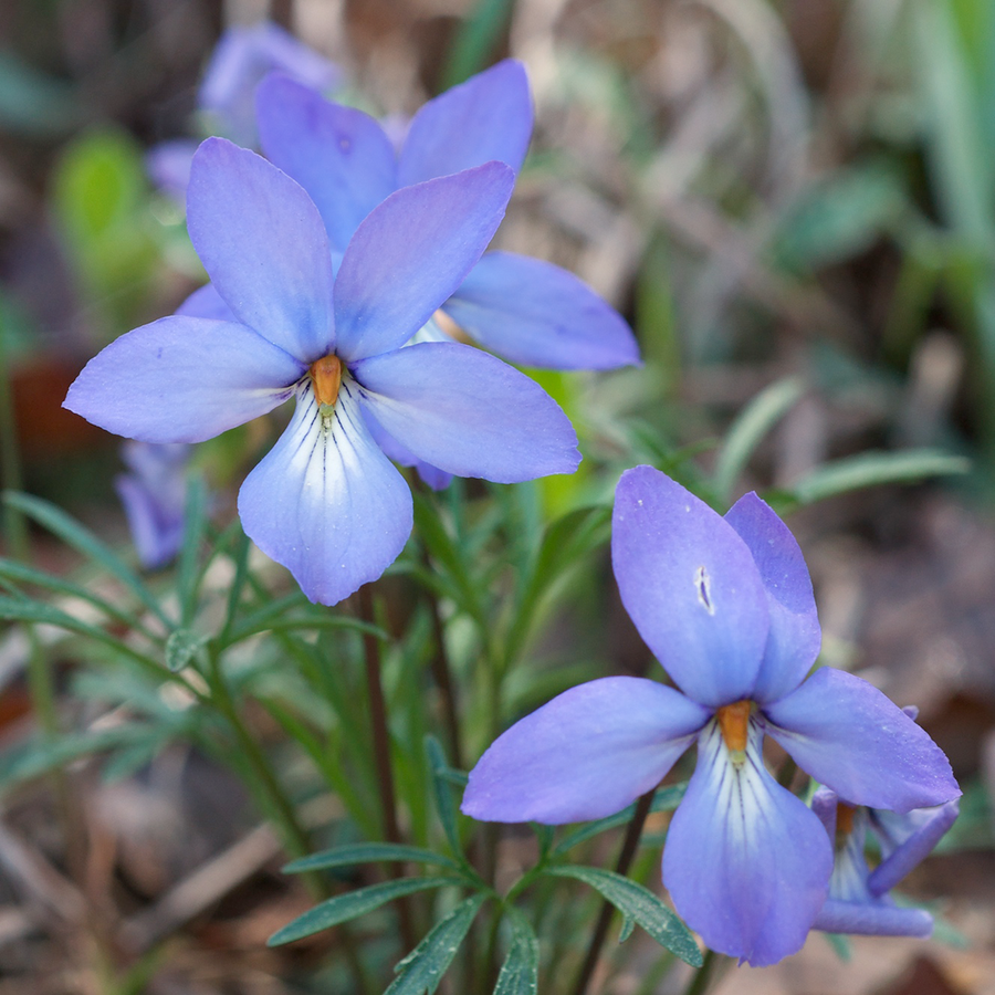 Bare Root Bird's Foot Violet; Crowfoot (Viola pedata)