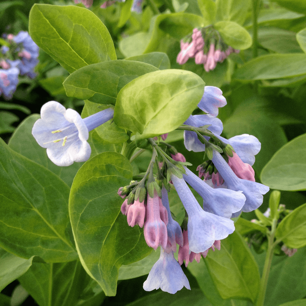 Virginia Bluebells (Mertensia virginica) – Monticello Shop