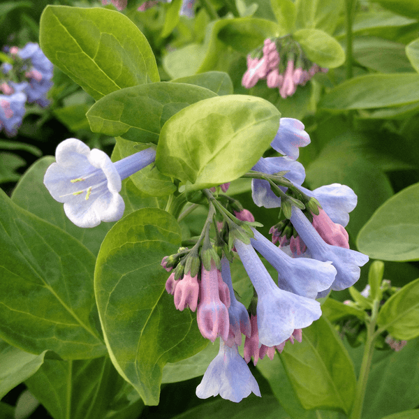 Virginia Bluebells (Mertensia virginica) – Monticello Shop