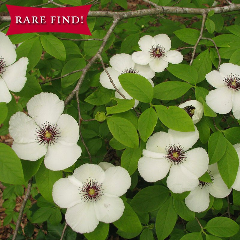 Virginia Stewartia (Stewartia malacodendron) - Monticello Shop
