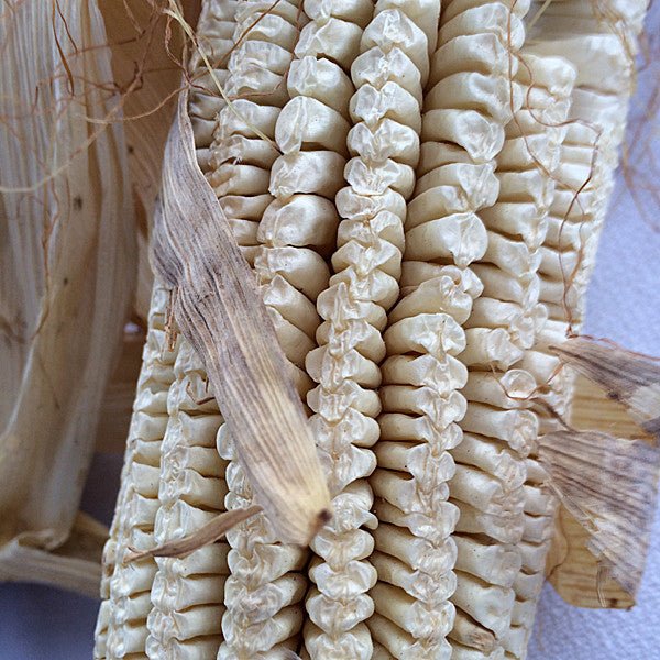 Virginia White Gourdseed Corn Seeds (Zea mays cv.) - Monticello Shop