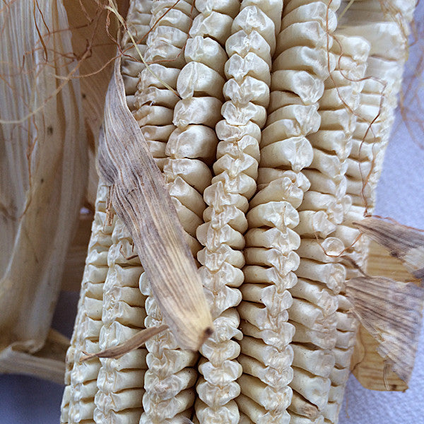 Virginia White Gourdseed Corn Seeds (Zea mays cv.)