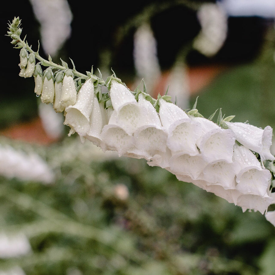 White Foxglove (Digitalis purpurea 'Alba')