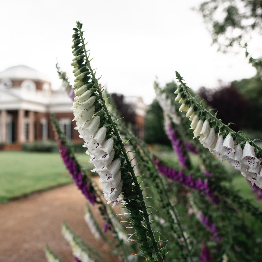 White Foxglove (Digitalis purpurea 'Alba')