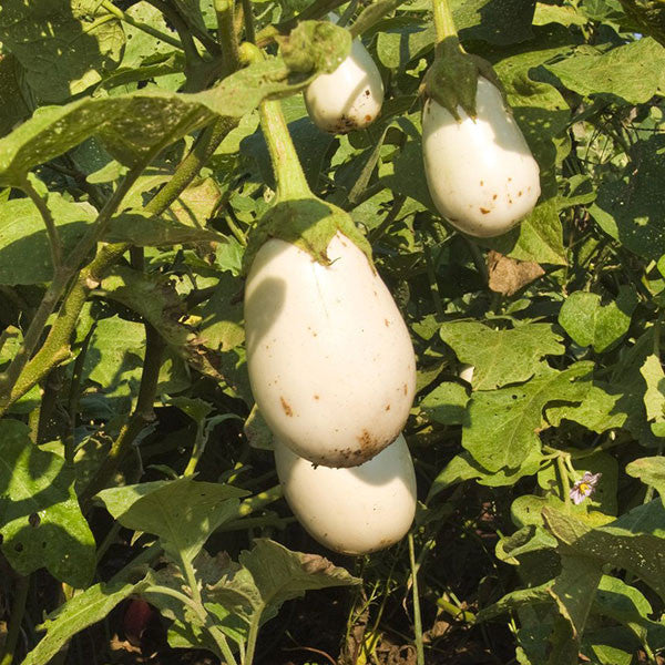 White Eggplant Seeds (Solanum melongena)