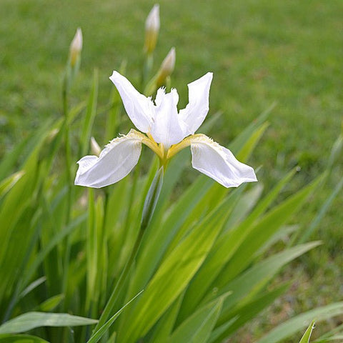 White Roof Iris (Iris tectorum 'Alba') – Monticello Shop