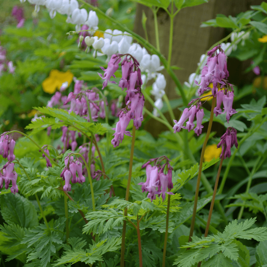 Wild Bleeding Heart (Dicentra eximia) - Monticello Shop