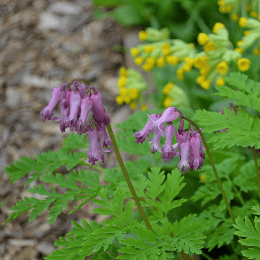 Wild Bleeding Heart (Dicentra eximia) - Monticello Shop