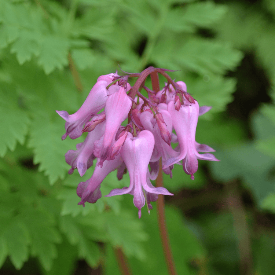 Wild Bleeding Heart (Dicentra eximia) - Monticello Shop