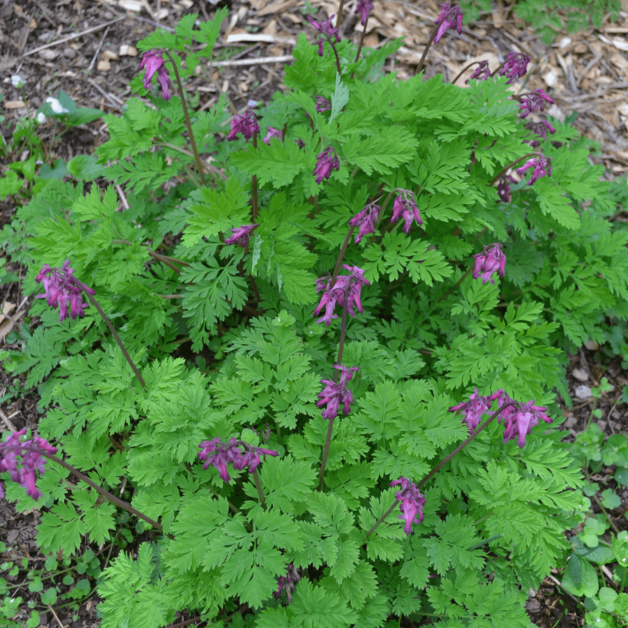 Wild Bleeding Heart (Dicentra eximia) - Monticello Shop