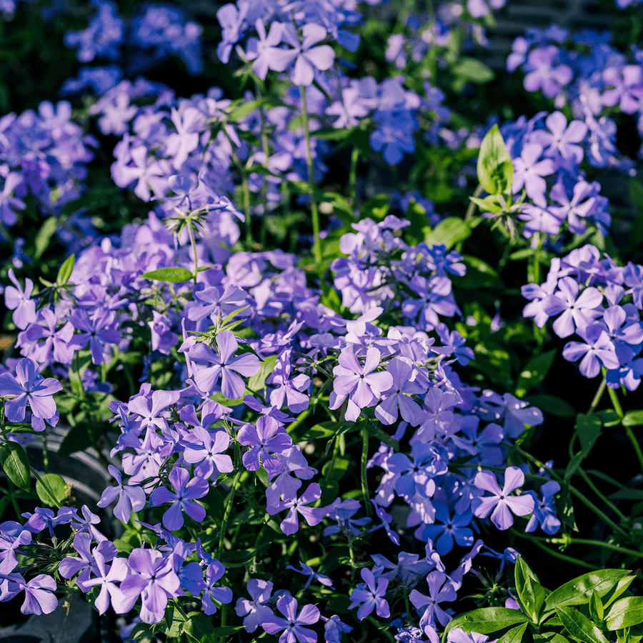 Wild Blue Phlox (Phlox divaricata) - Monticello Shop