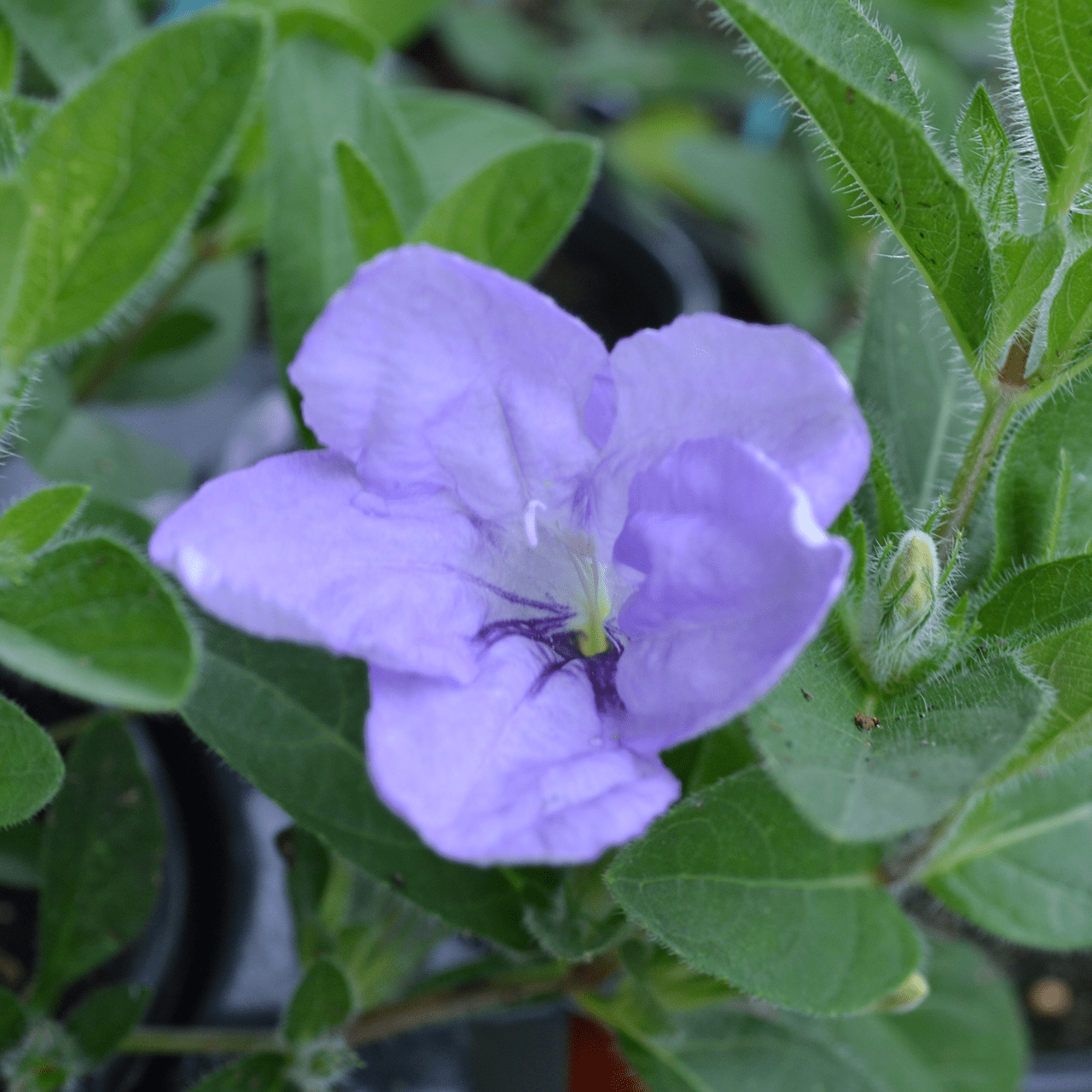 Wild Petunia