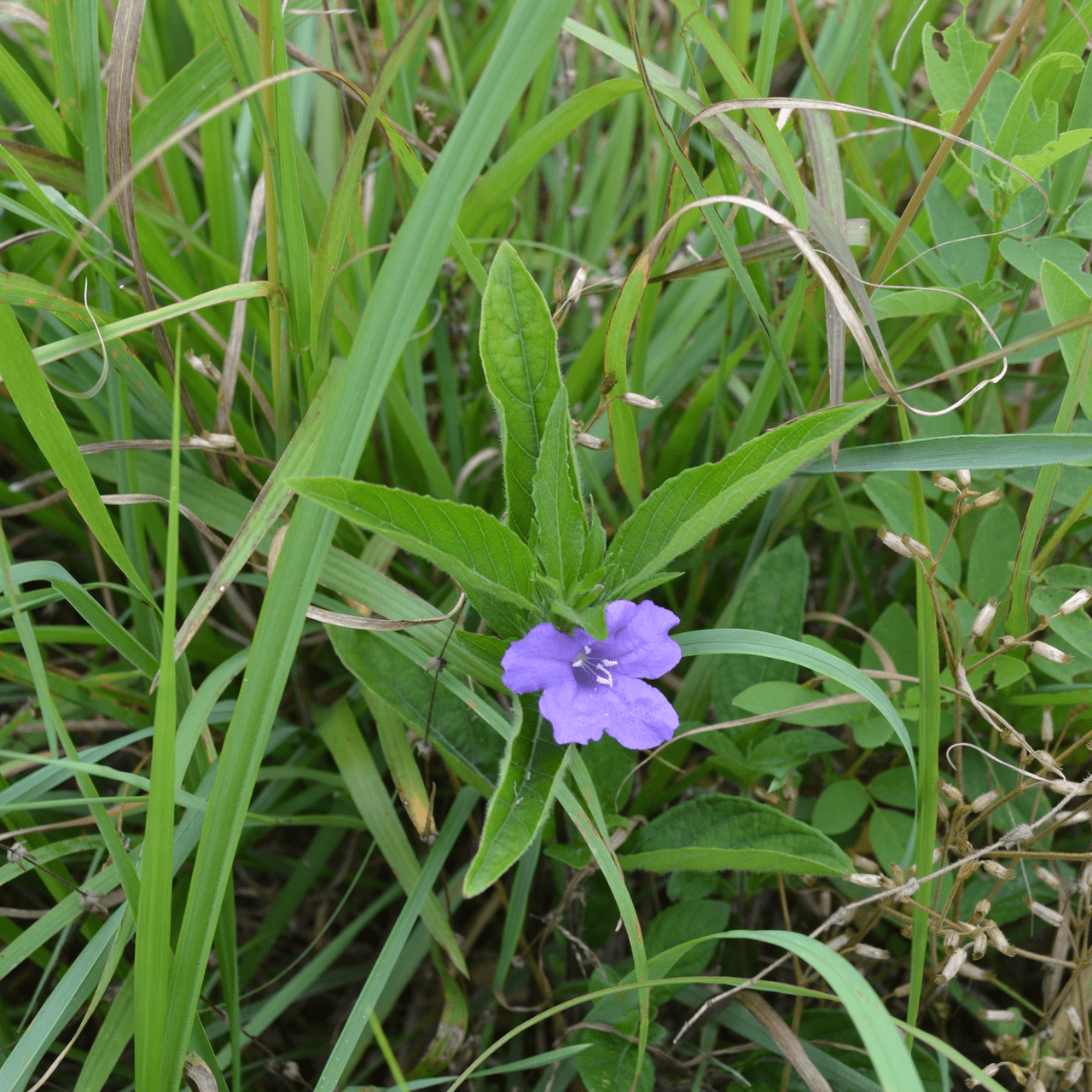Wild Petunia
