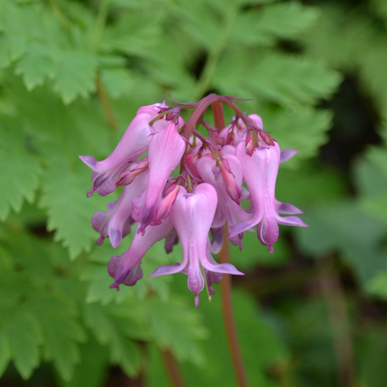 Wild Bleeding Heart (Dicentra eximia) – Monticello Shop