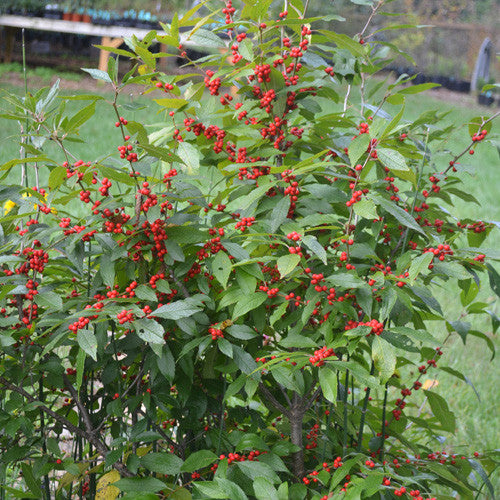 Winterberry Holly (female) (Ilex verticillata 'Winter Red')