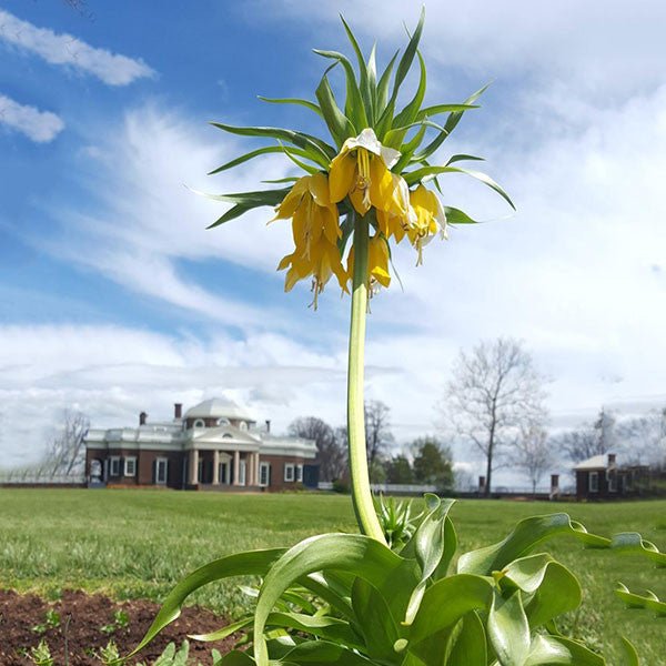 Yellow Crown Imperial Lily (Fritillaria imperialis 'Lutea Maxima') - Monticello Shop