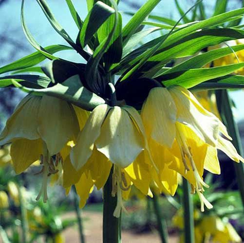 Yellow Crown Imperial Lily (Fritillaria imperialis 'Lutea Maxima') - Monticello Shop