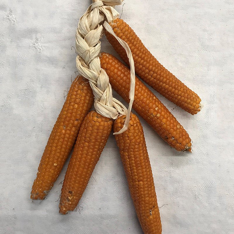 Yellow Guinea Flint Corn Seeds (Zea mays indurata cv.) - Monticello Shop