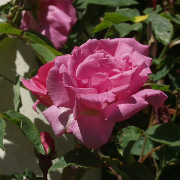 'Zéphirine Drouhin' Bourbon Rose (Rosa cv.)