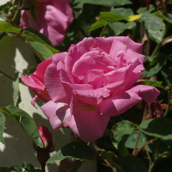 Zéphirine Drouhin Bourbon Rose (Rosa cv.)