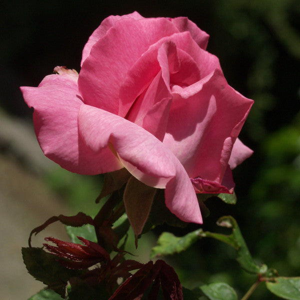 Zéphirine Drouhin Bourbon Rose (Rosa cv.)