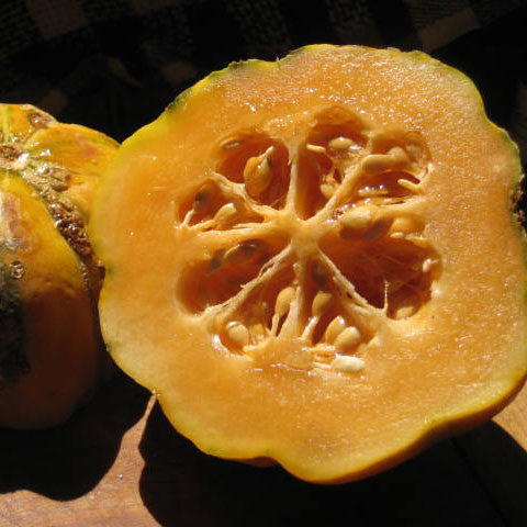Zatta di Massa Melon Seeds (Cucumis melo cv.)