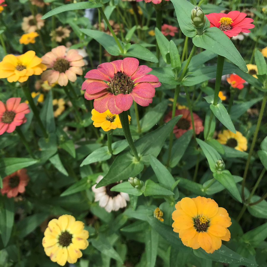 Peruvian Zinnia Seeds (Zinnia peruviana)